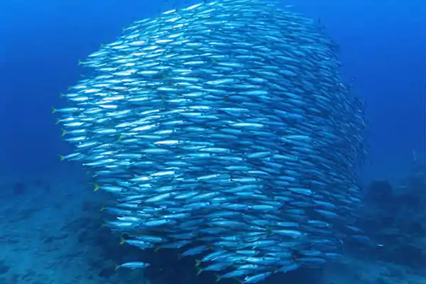 Where Do Mackerel Live?