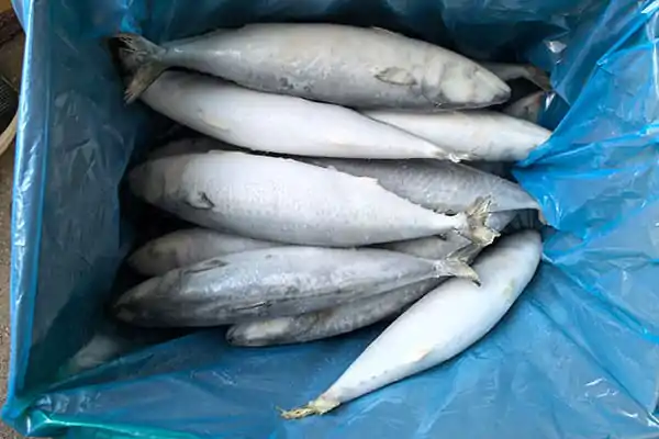 Can Mackerel Be Farmed?