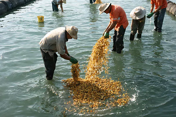Diving Deep into China's Thriving Tilapia Production Industry