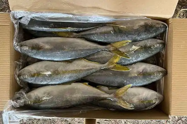 Where Is Yellowtail Fish From?