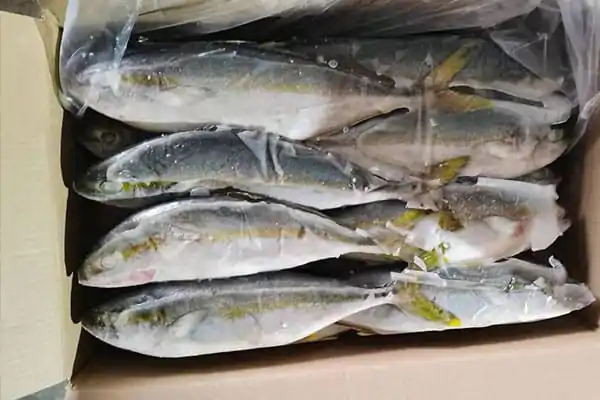 How Big Do Yellowtail Get?
