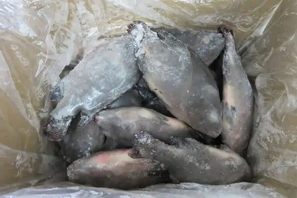 Tilapia-Wholesaler Tilapia-Wholesaler